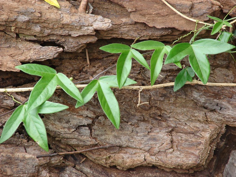 Corkystem Passionflower