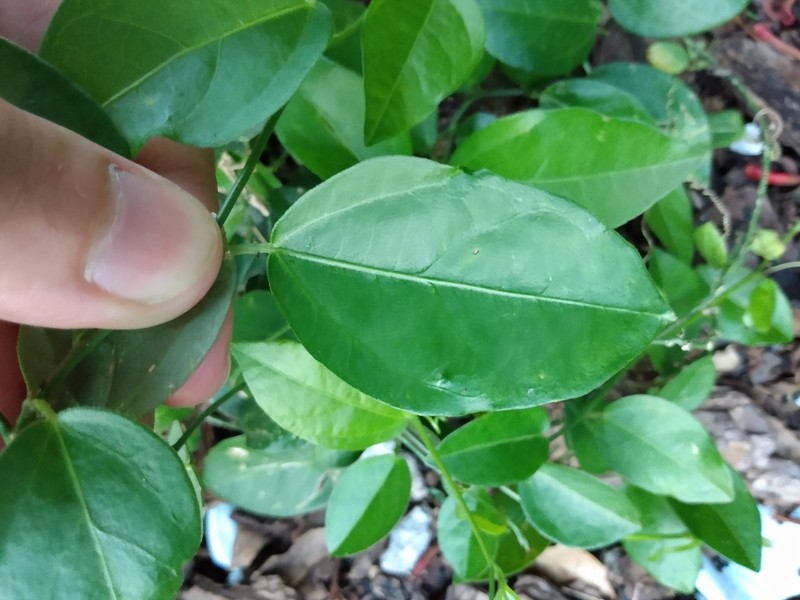 Corkystem Passionflower