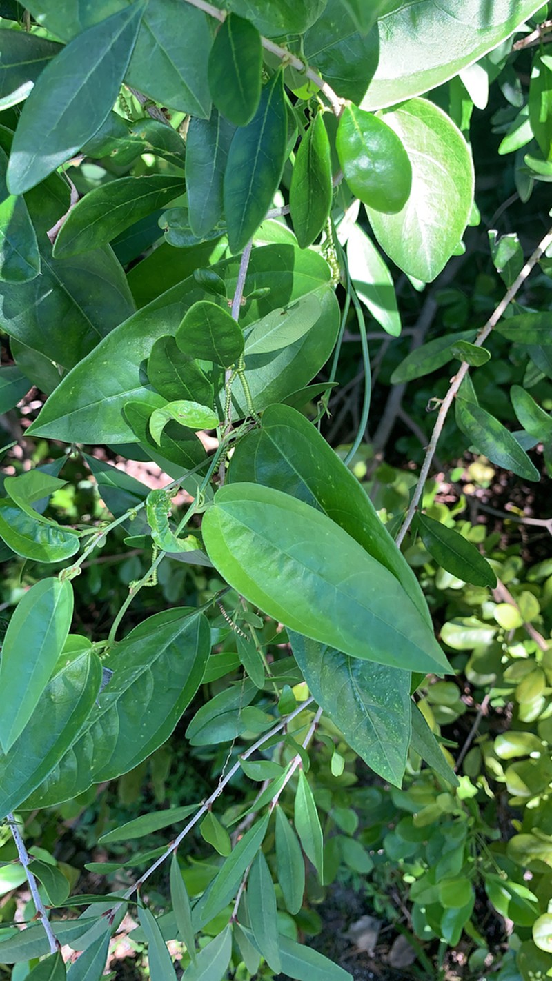Corkystem Passionflower photo 2