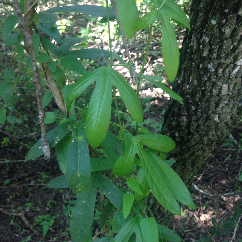 Corkystem Passionflower photo 3