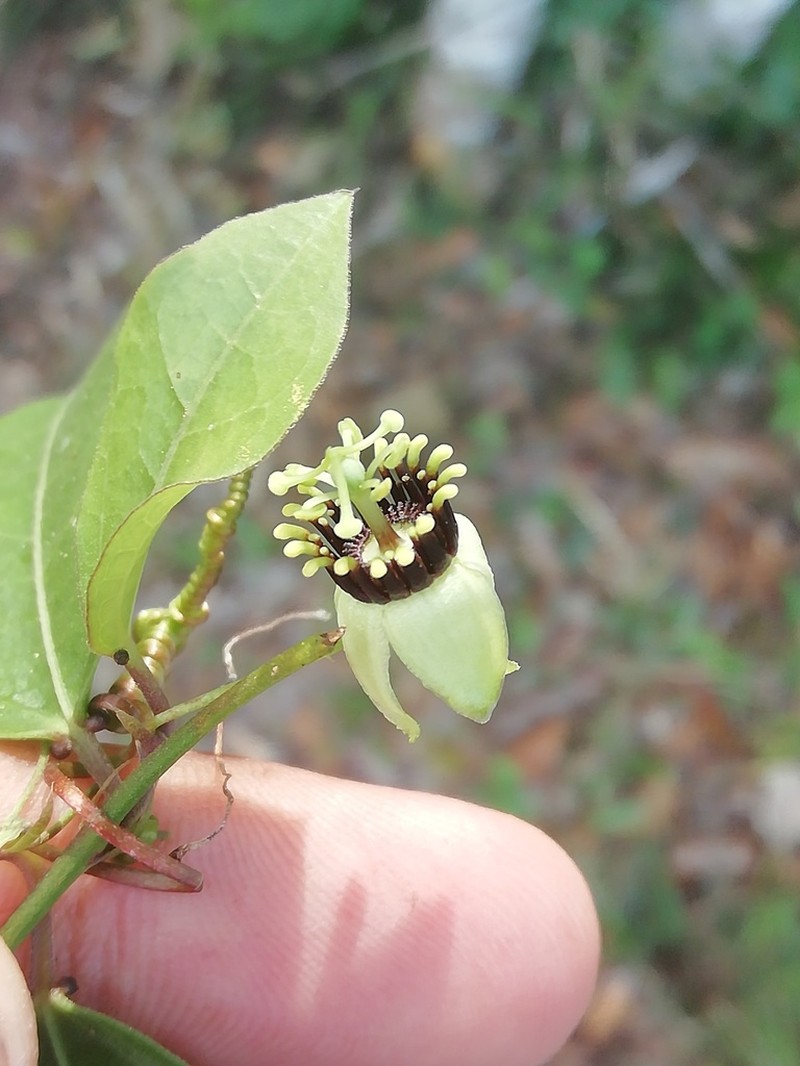 Corkystem Passionflower photo 4