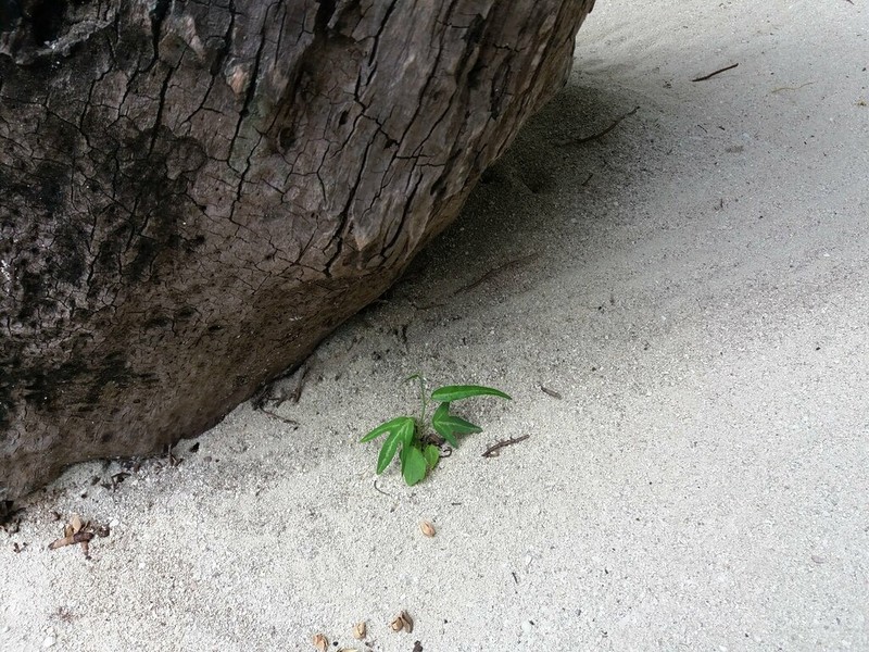 Corkystem Passionflower photo 5