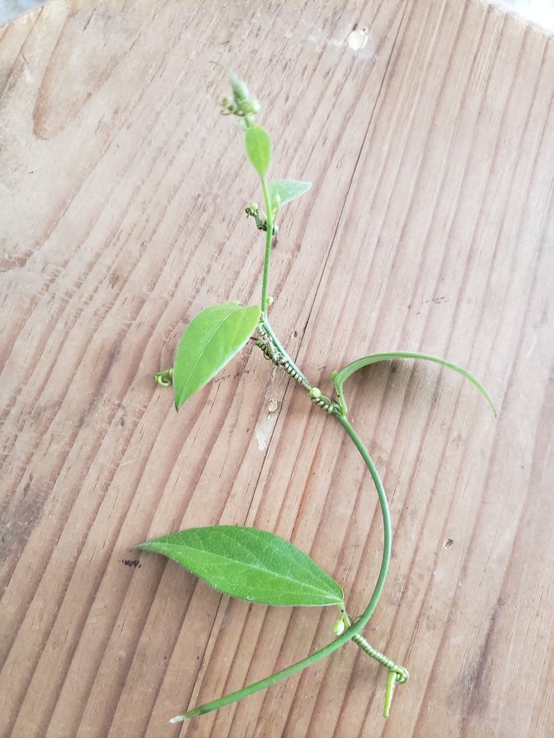 Corkystem Passionflower photo 6