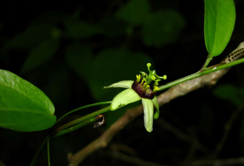 Corkystem Passionflower photo 7