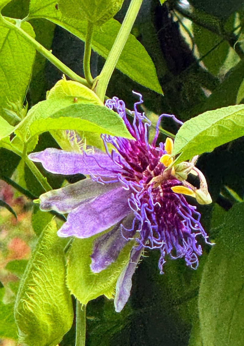 Passiflora pedata subsp. pedata