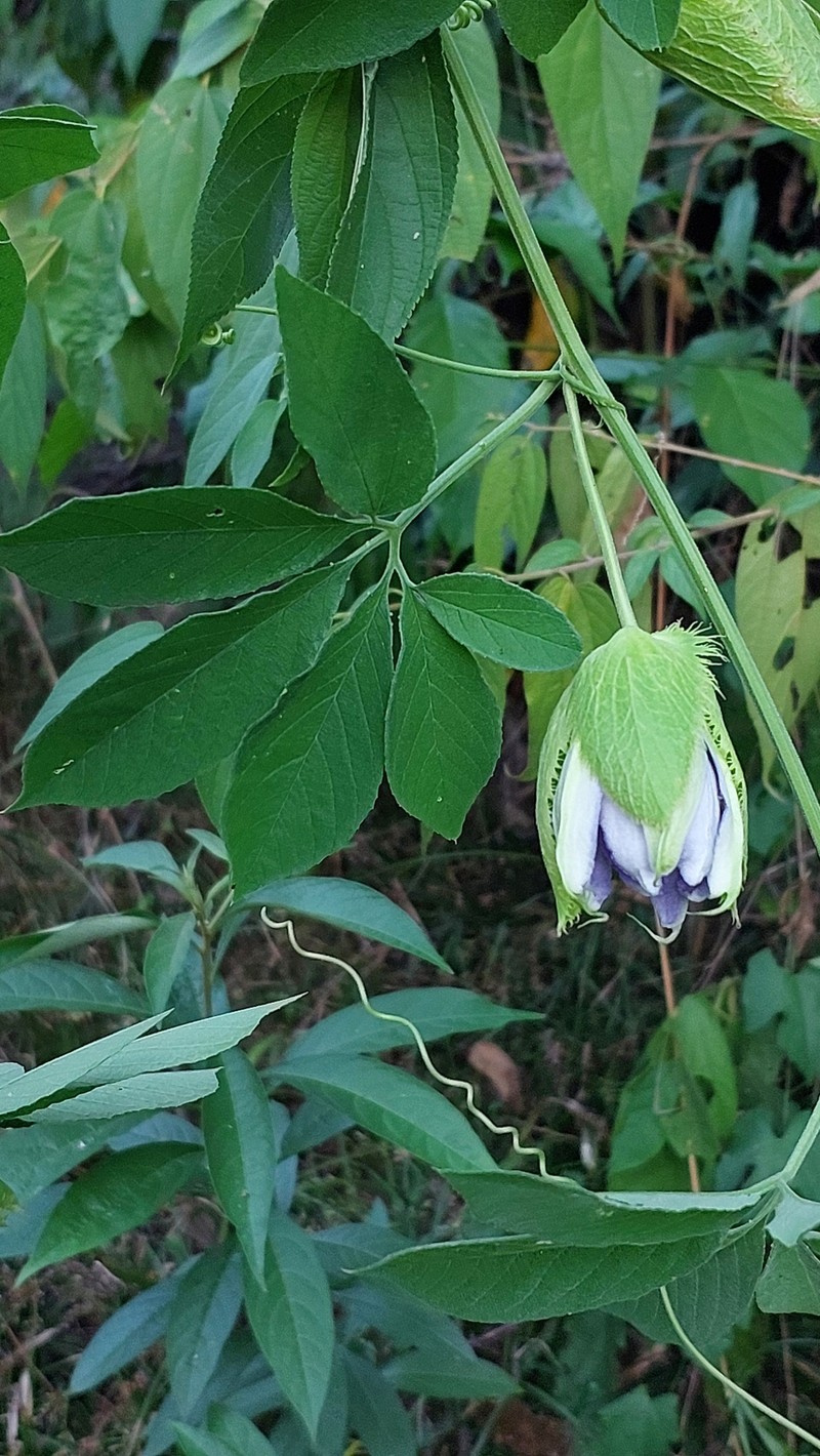 Passiflora pedata subsp. pedata photo 2