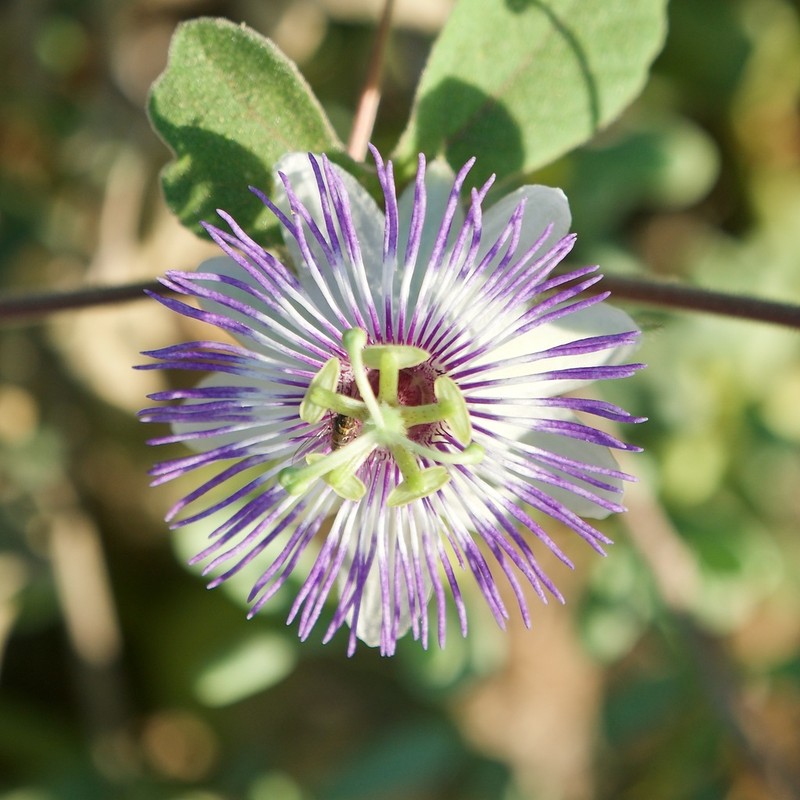 Passiflora pentaschista