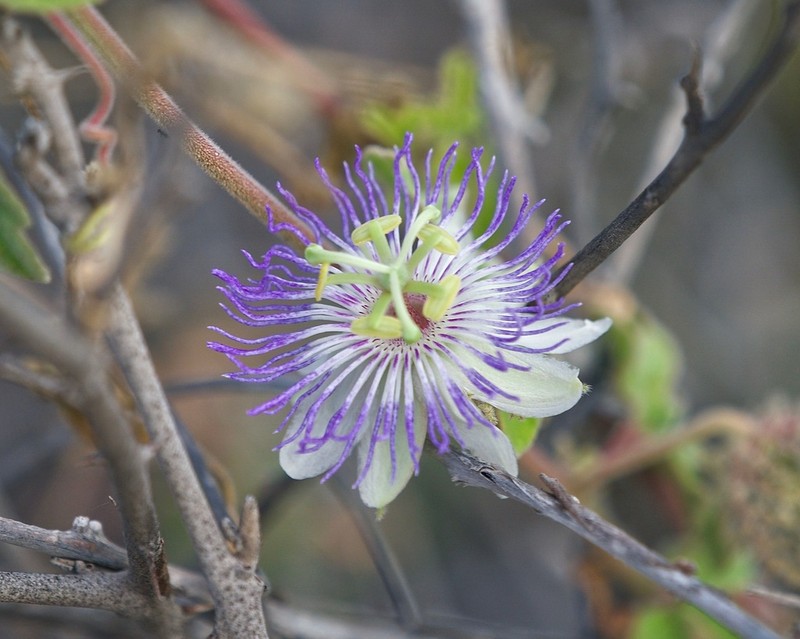 Passiflora pentaschista photo 2