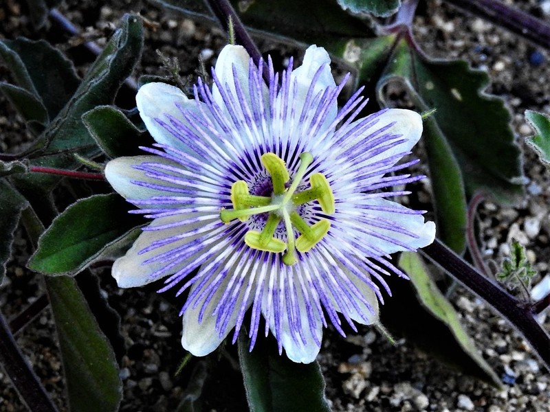 Passiflora pentaschista photo 3
