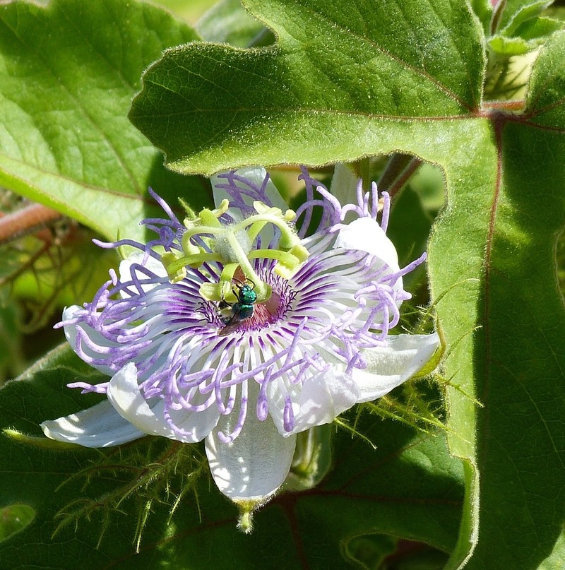Passiflora pentaschista photo 4