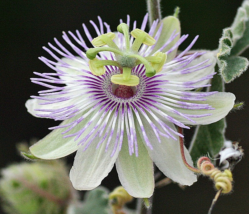 Passiflora pentaschista photo 5