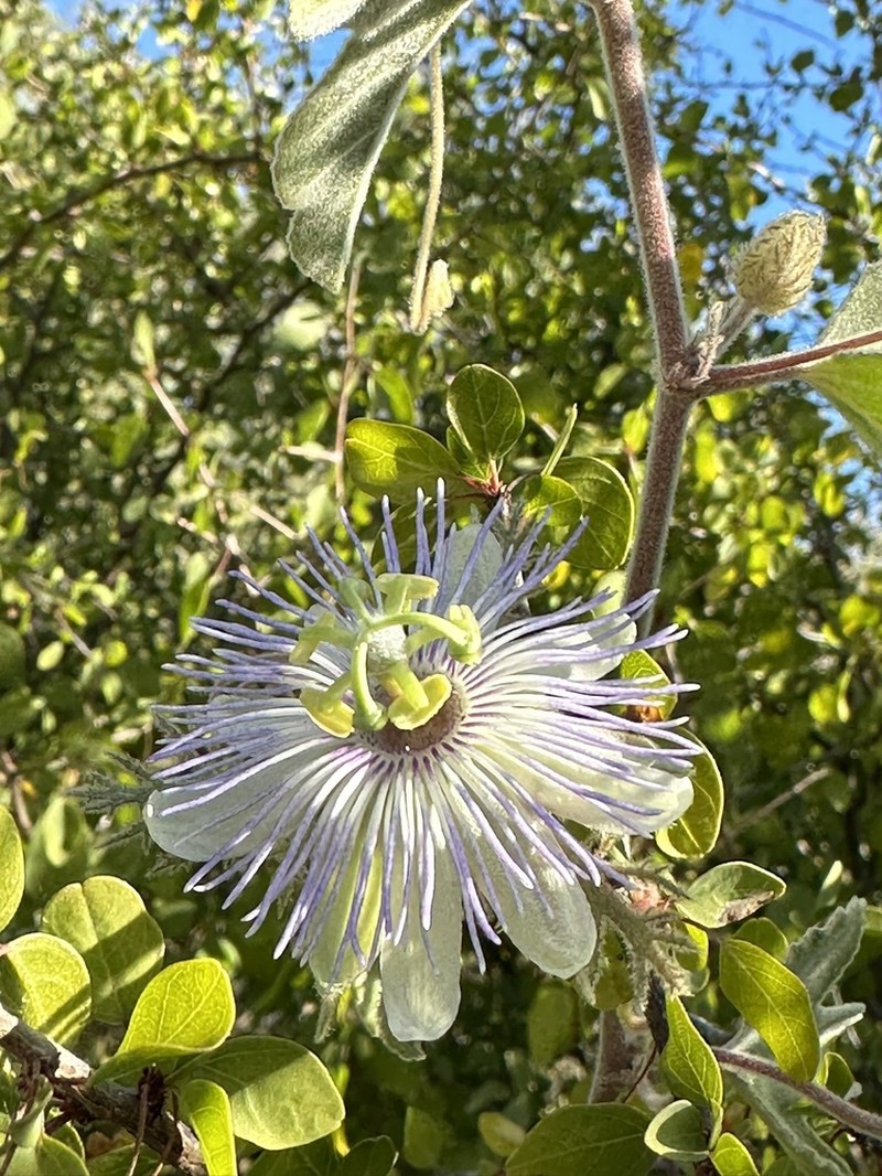 Passiflora pentaschista photo 6