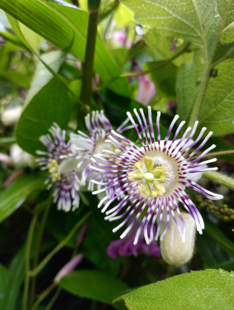 Passiflora pilosa subsp. pilosa