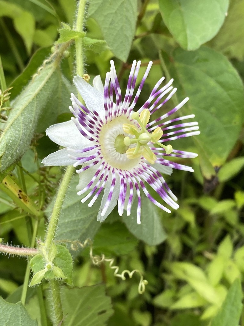 Passiflora pilosa subsp. pilosa photo 2