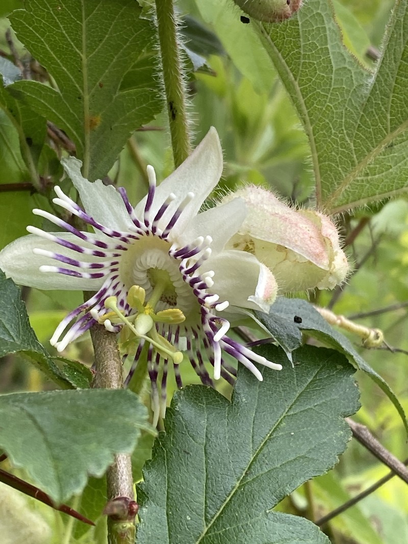 Passiflora pilosa subsp. pilosa photo 3