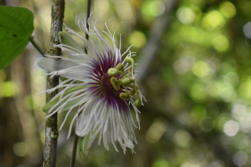 Passiflora pitalensis
