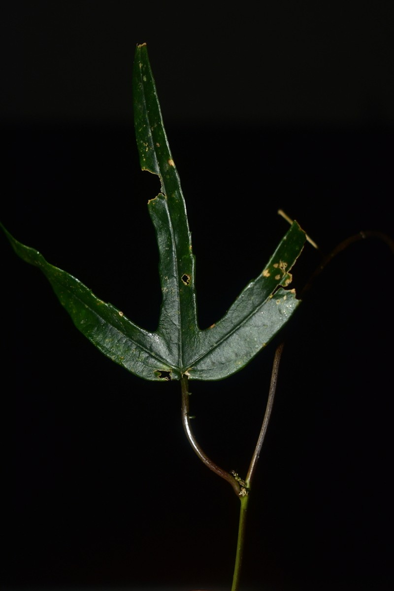 Passiflora pitalensis photo 2
