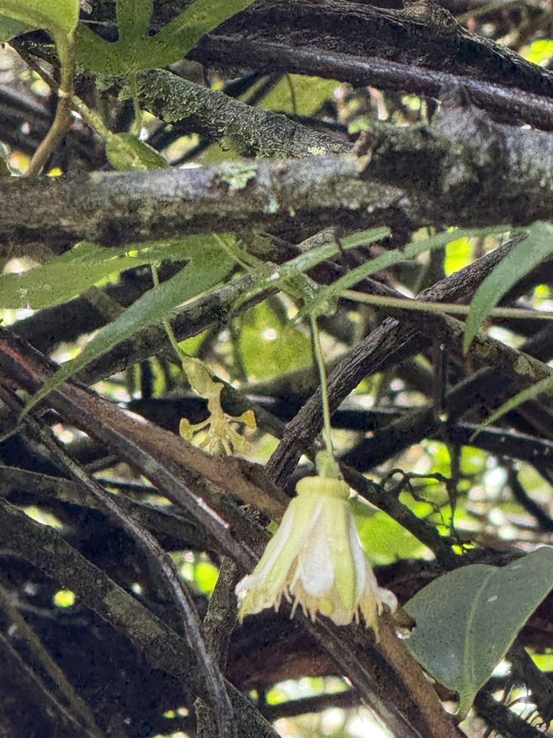 Passiflora pitalensis photo 3