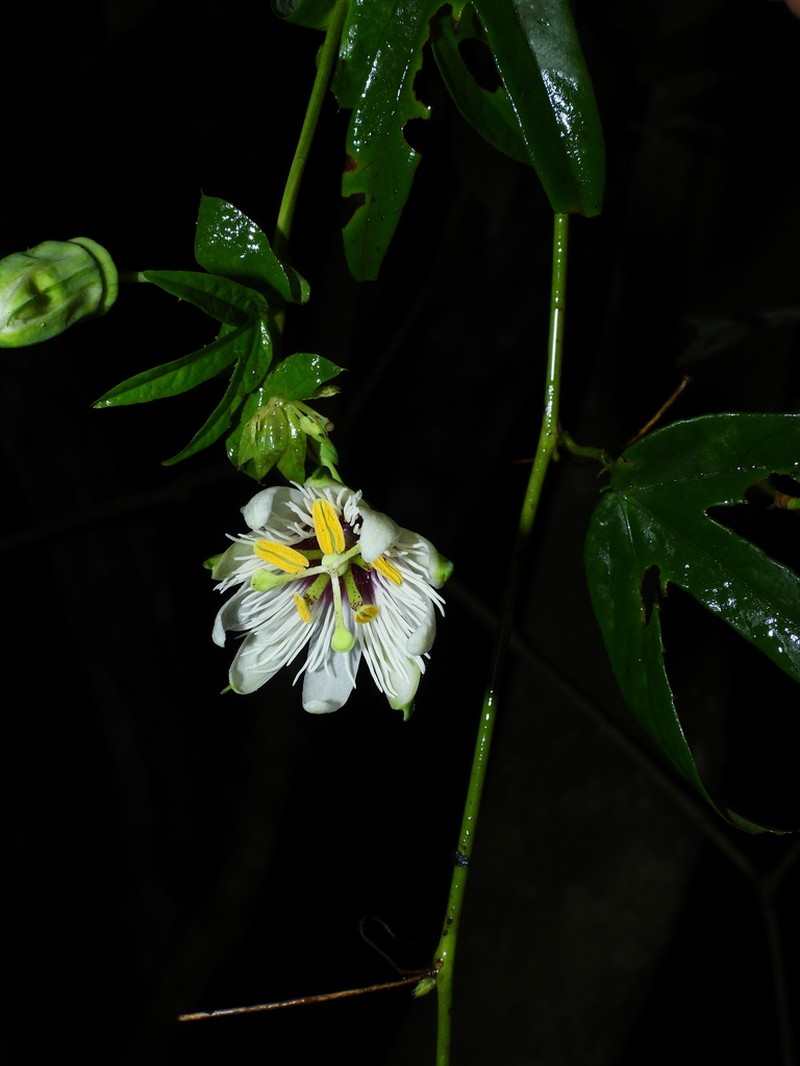 Passiflora pitalensis photo 4