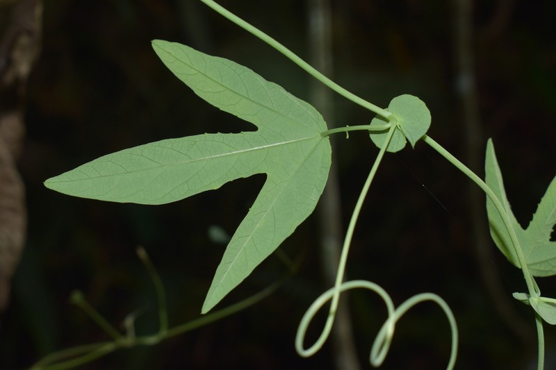 Passiflora pitalensis photo 5