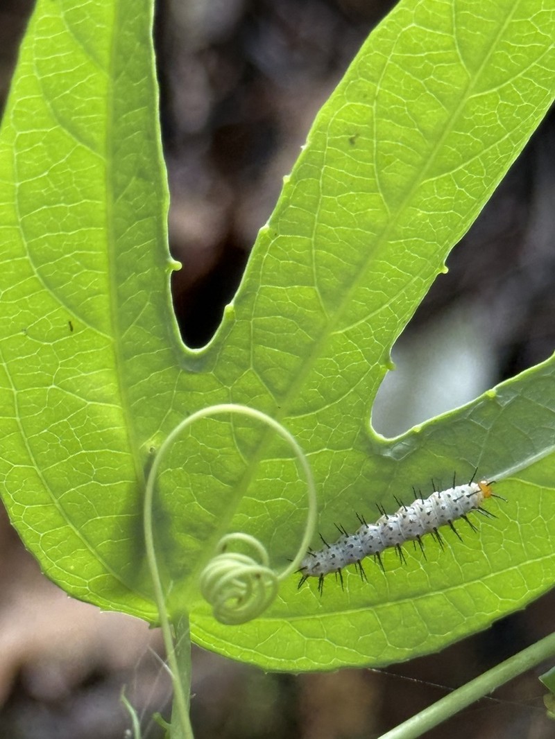 Passiflora pitalensis photo 6