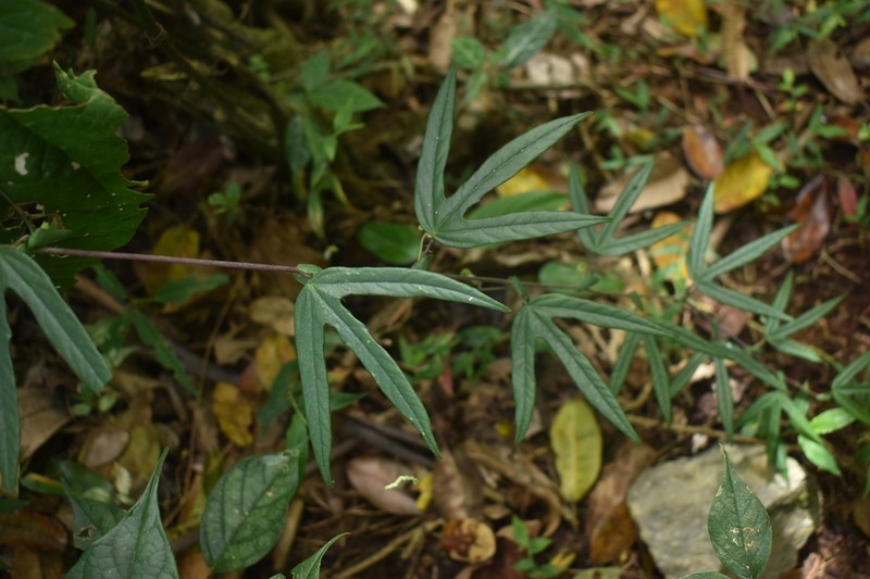Passiflora pitalensis photo 7