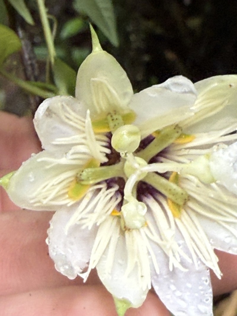 Passiflora pitalensis photo 8