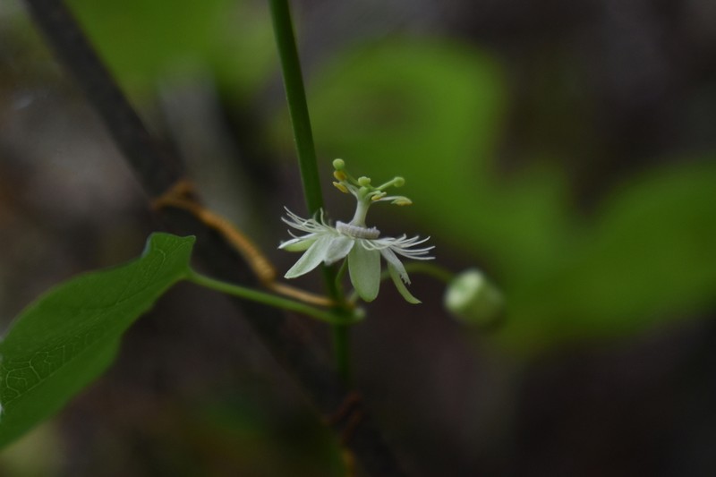 Passiflora praemorsa