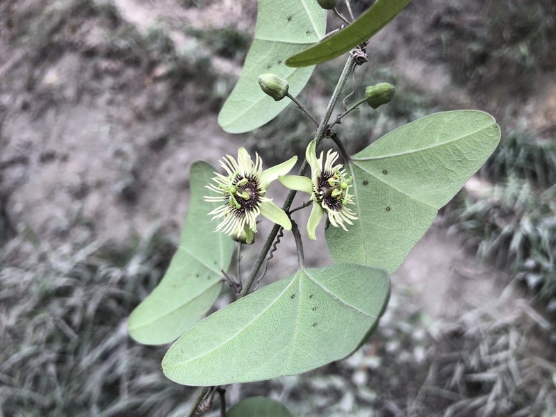 Passiflora praemorsa photo 2