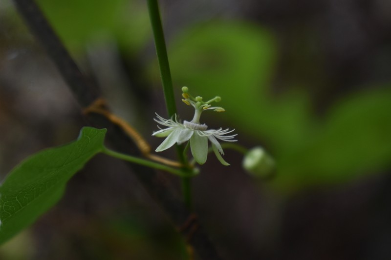 Passiflora praemorsa photo 4