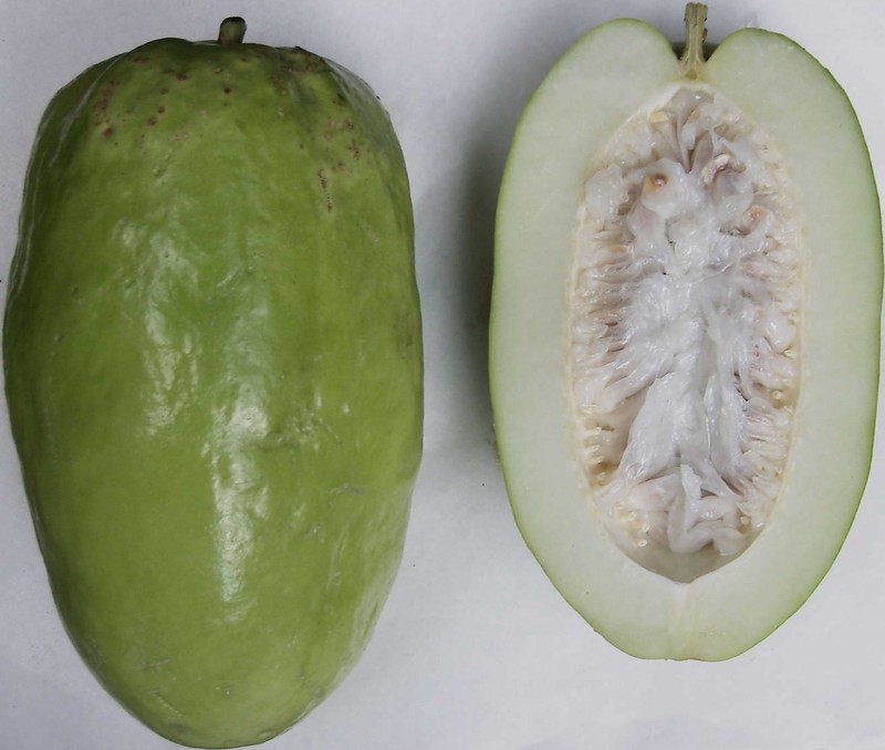 Giant Granadilla photo 4