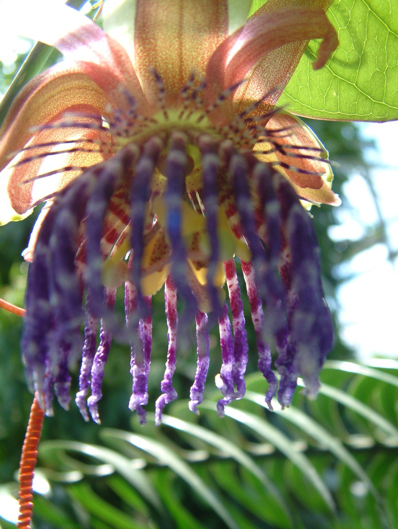 Giant Granadilla photo 5