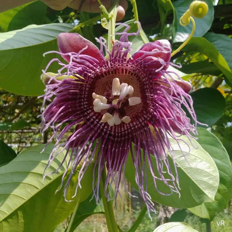 Giant Granadilla photo 2