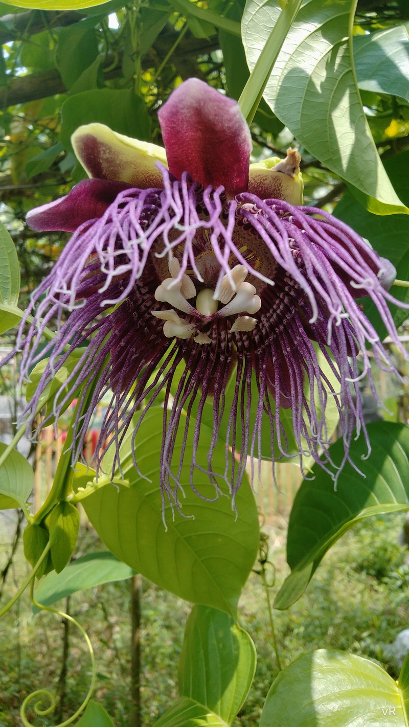 Giant Granadilla photo 3