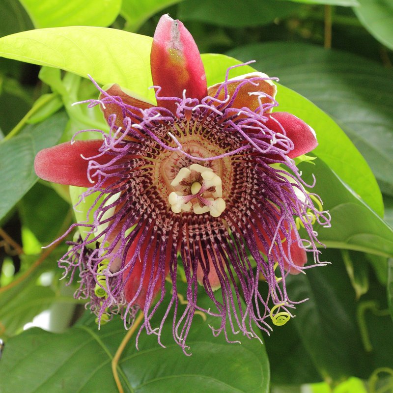 Giant Granadilla photo 6