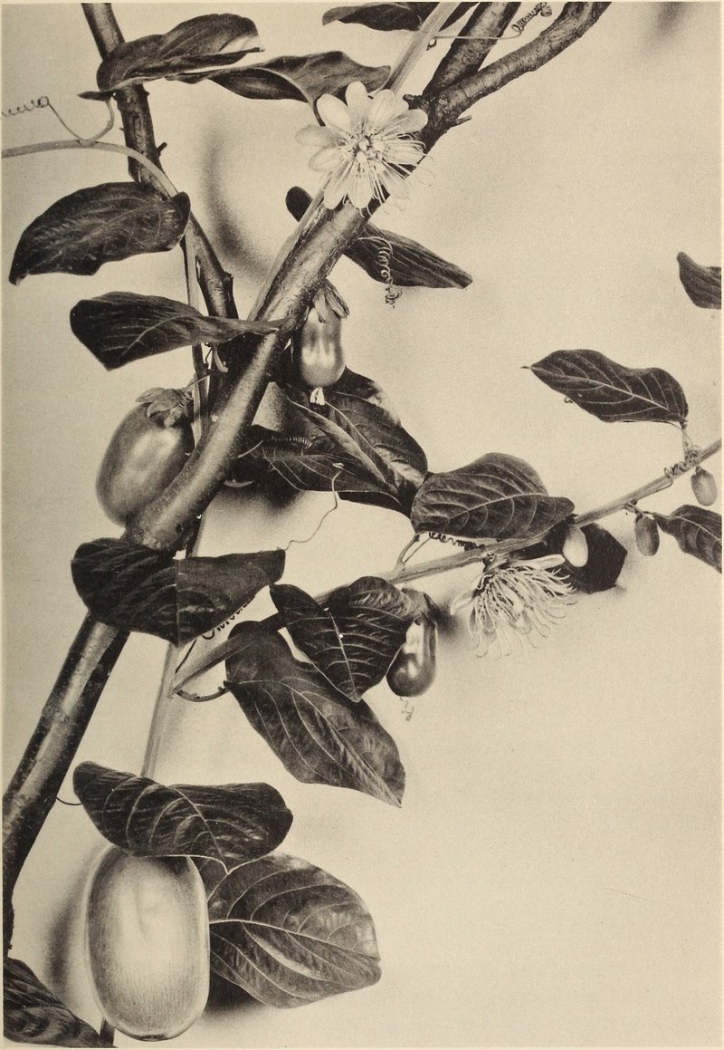 Giant Granadilla photo 7