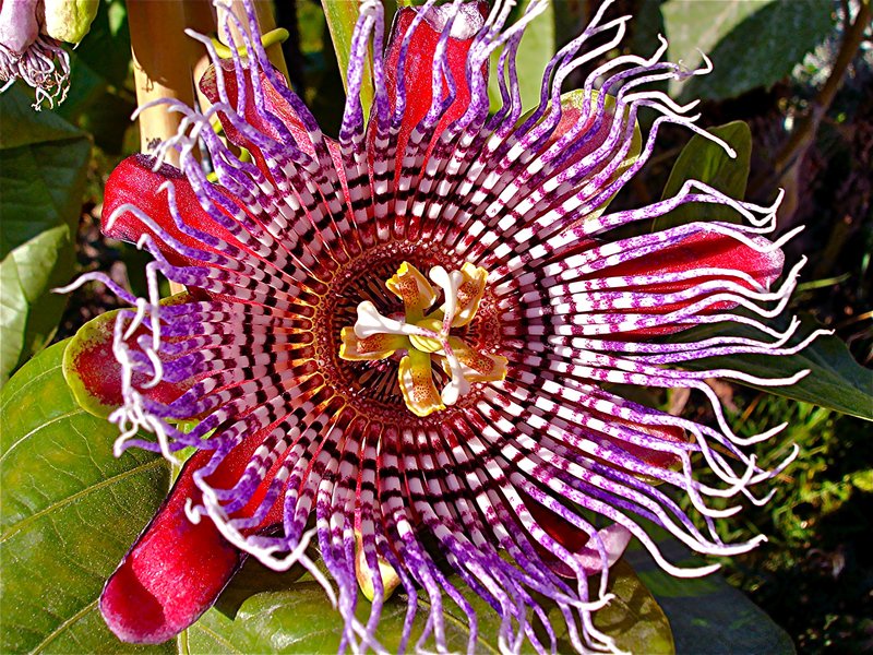 Giant Granadilla photo 8