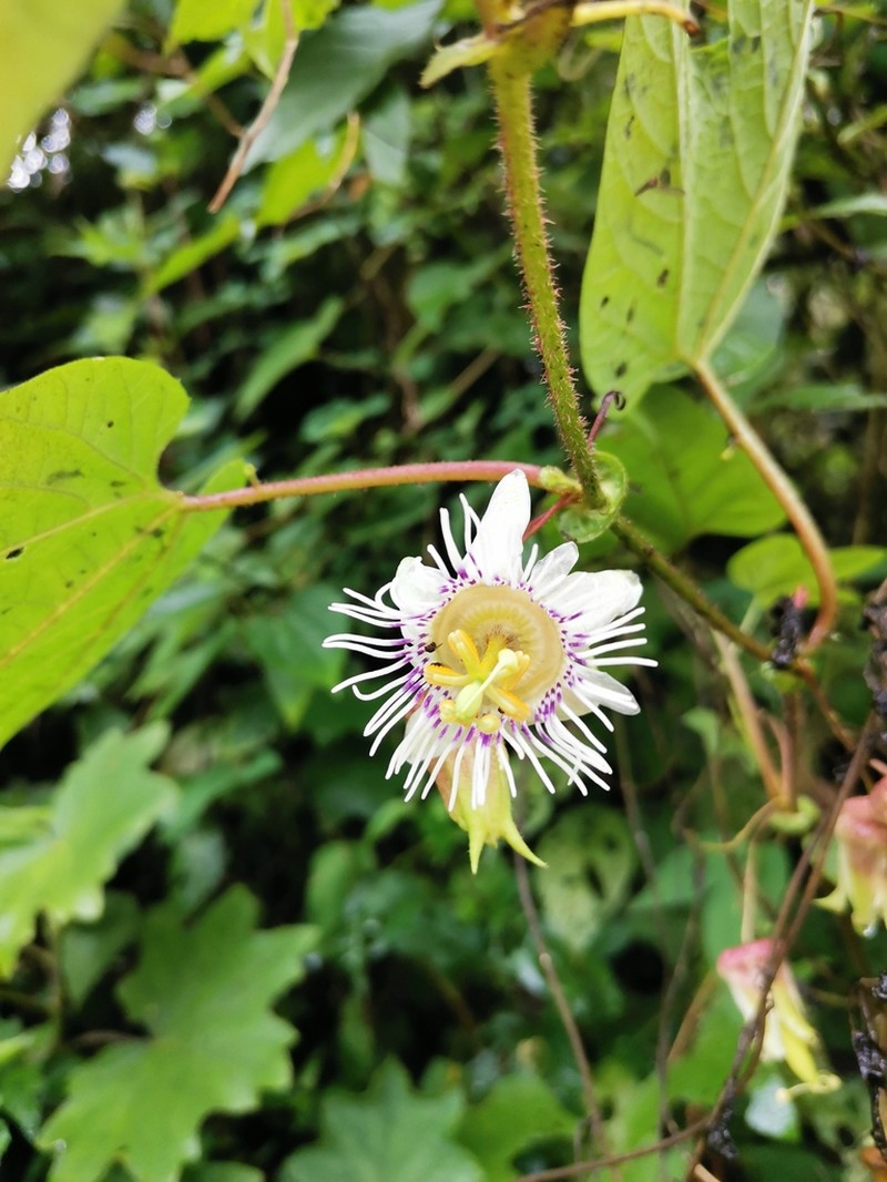 Passiflora quadraticordata