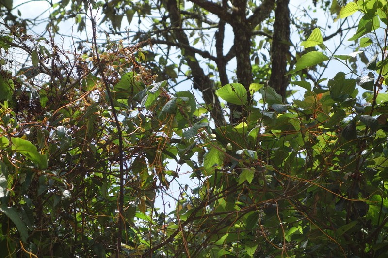 Passiflora quadraticordata photo 2