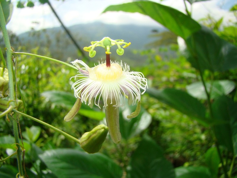 Passiflora quimbayensis