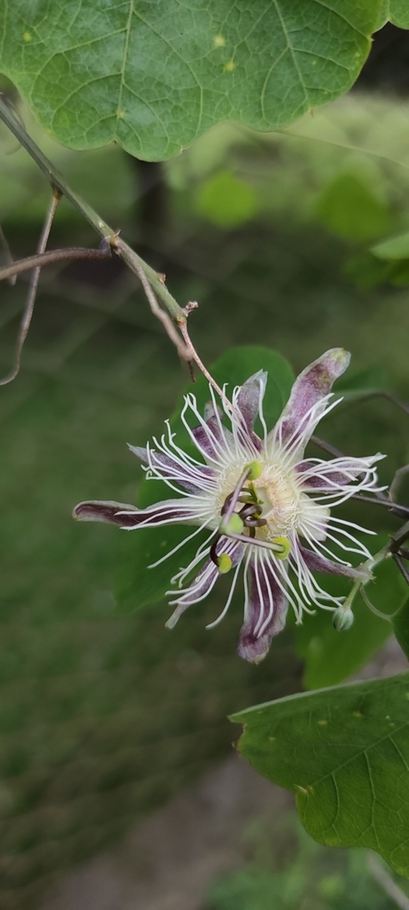 Passiflora quimbayensis photo 2