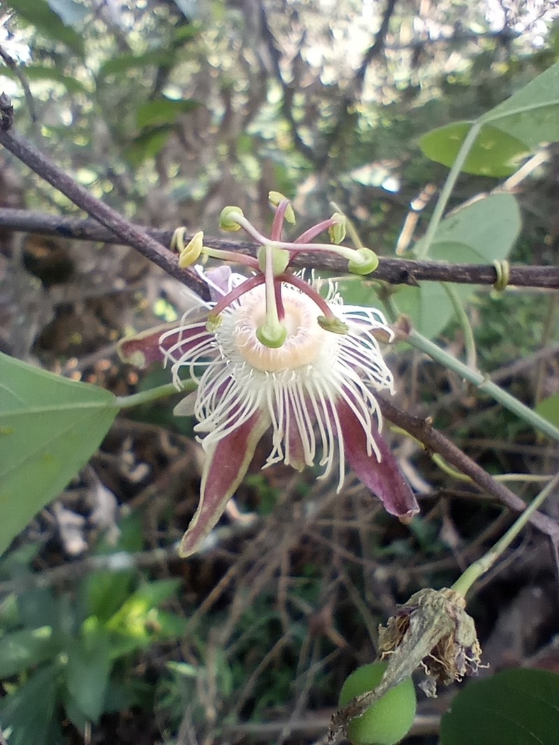 Passiflora quimbayensis photo 3