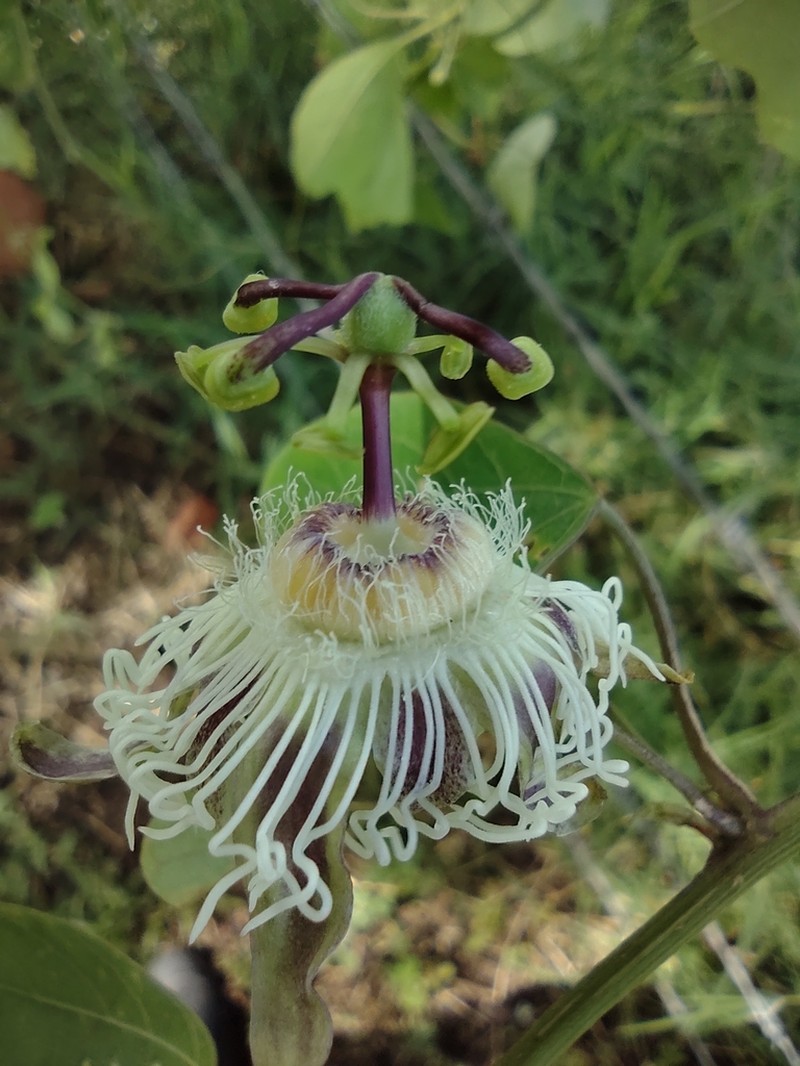 Passiflora quimbayensis photo 4