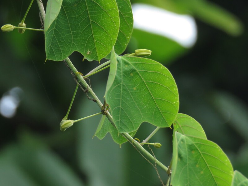 Passiflora quimbayensis photo 5