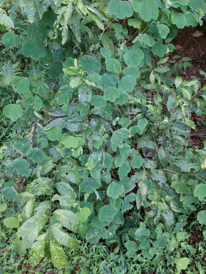 Passiflora quimbayensis photo 6