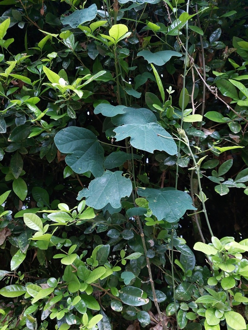 Passiflora quimbayensis photo 7