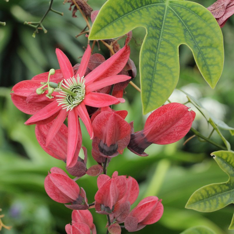 Passionflower