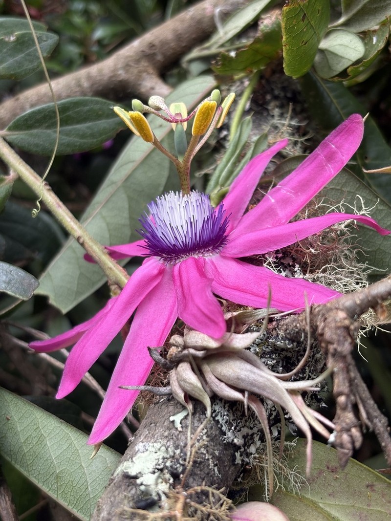 Passiflora rogitamensis
