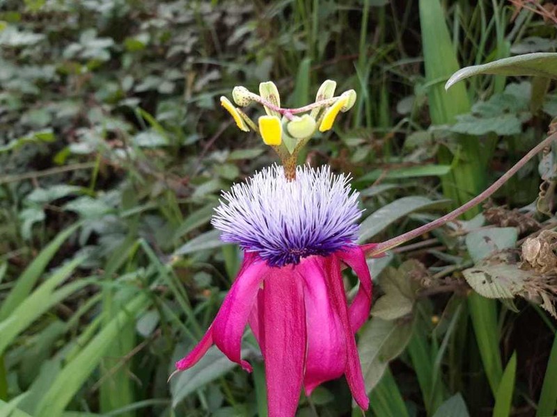 Passiflora rogitamensis photo 2