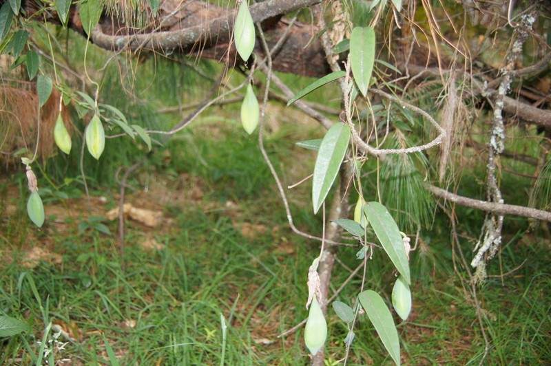 Passiflora rogitamensis photo 3